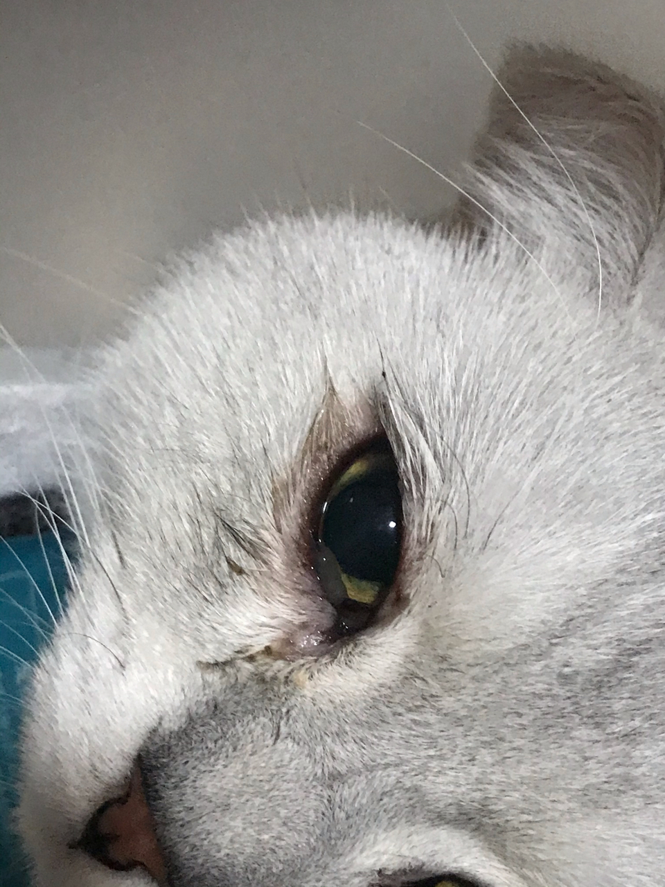 猫咪眼角膜发炎好的了吗