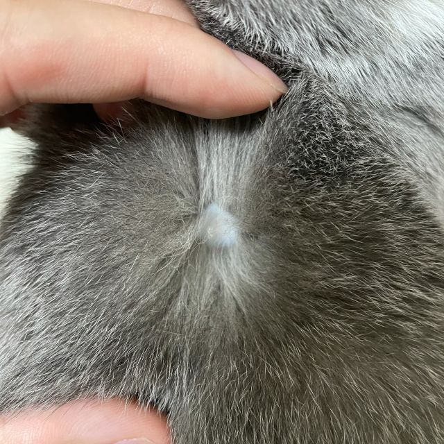 小猫后脖子少了一块毛,有人知道是怎么回事么