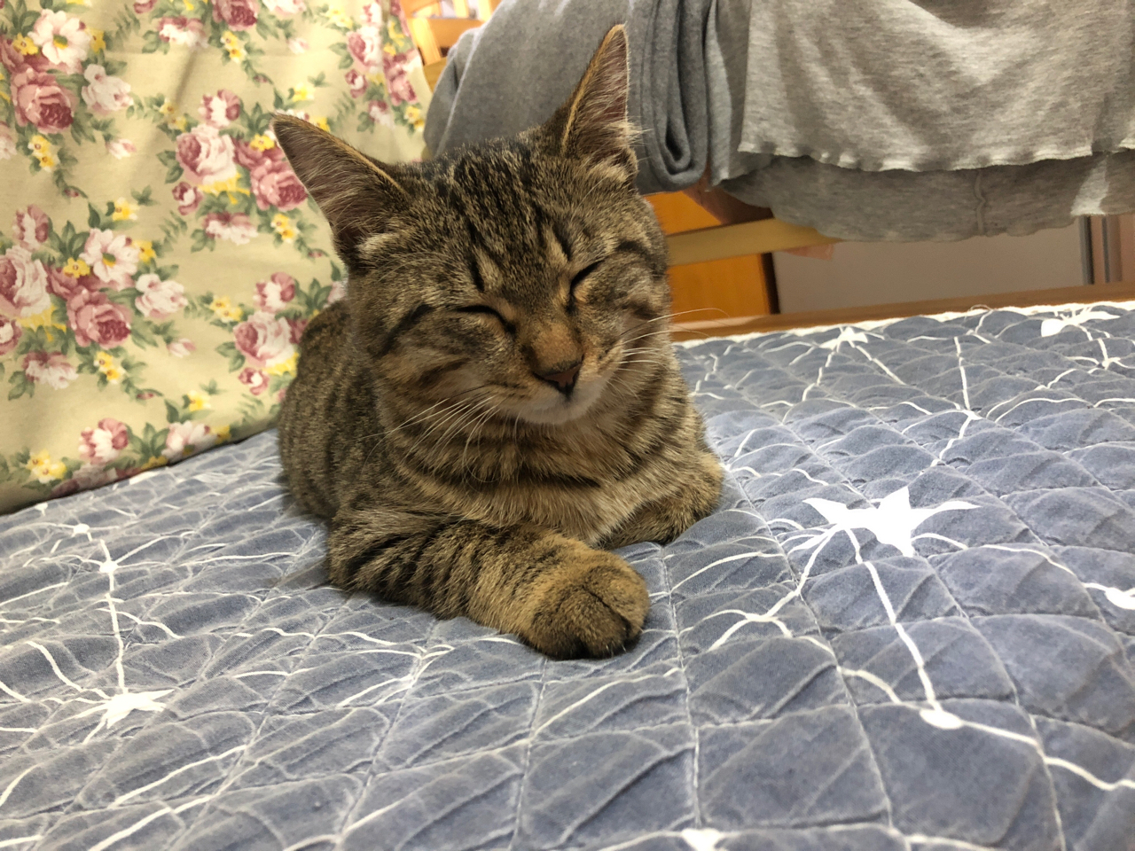 找领养狸花猫公