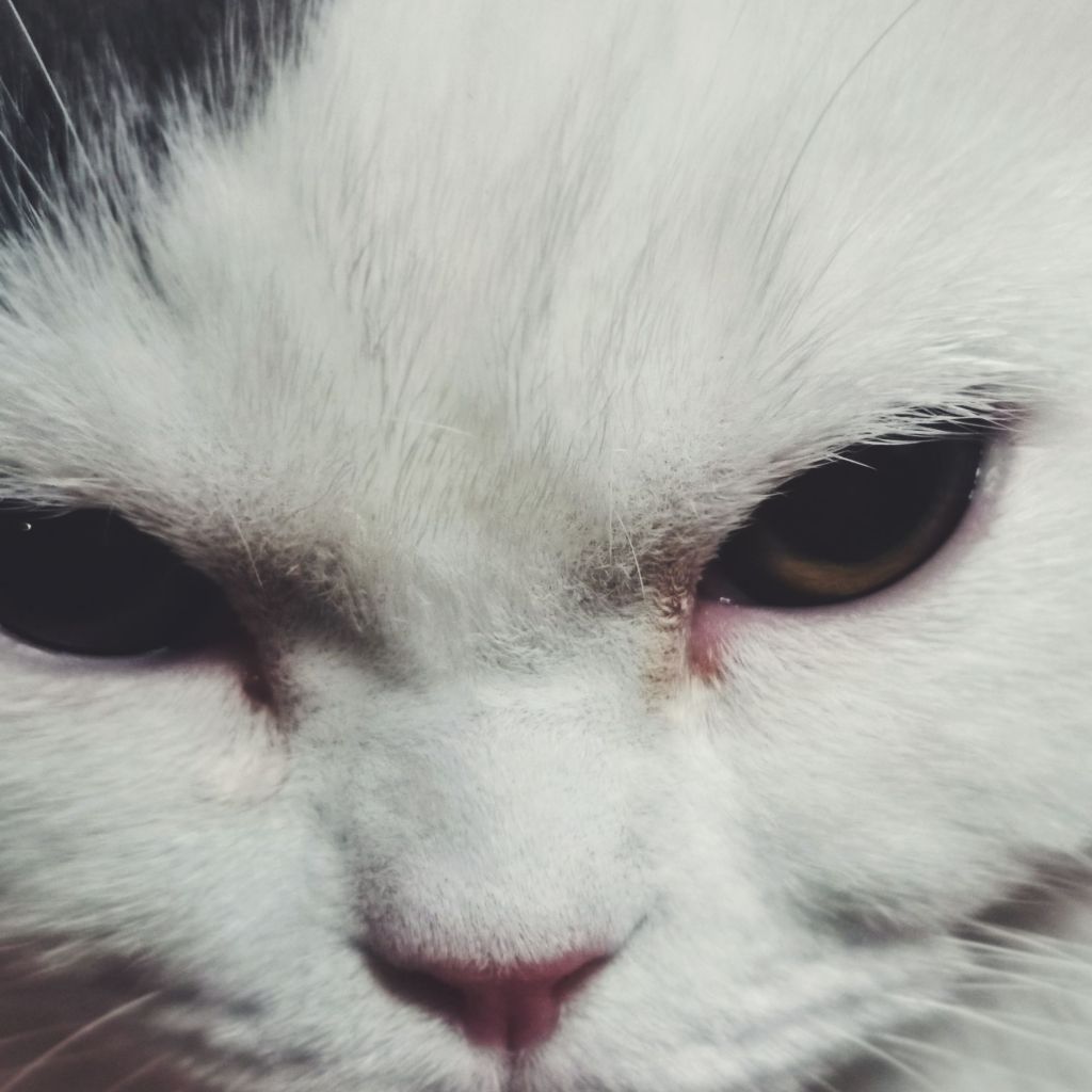 被我家狗子凌厉的眼神镇住了