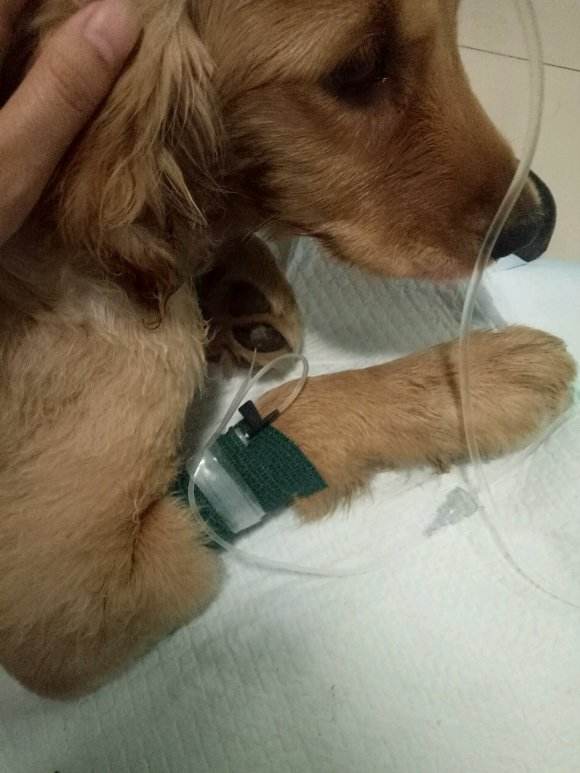 各位大佬,速求输液照片.江湖救急啊!