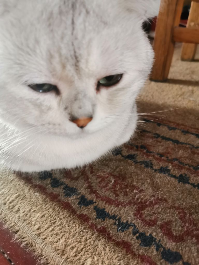 头疼死了这猫眼睛是不是有点问题了