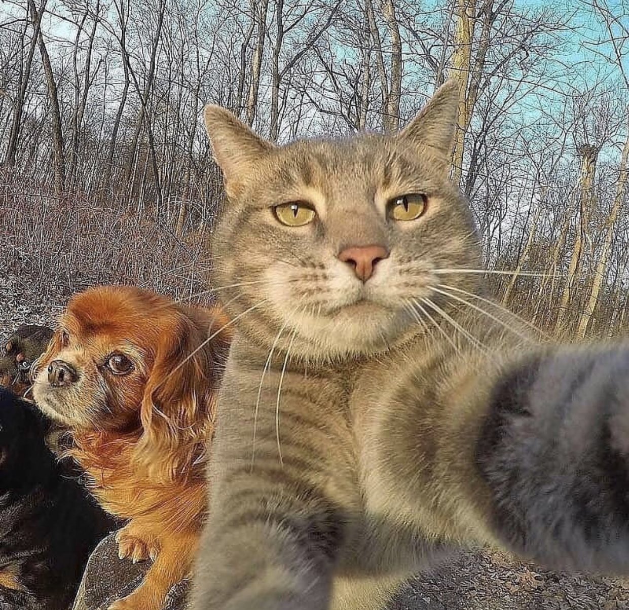 你们的猫"镜头感"强吗