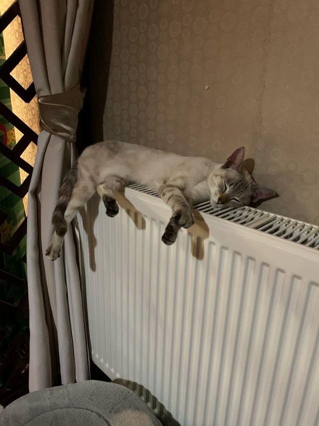 暖气片上的猫发芽了