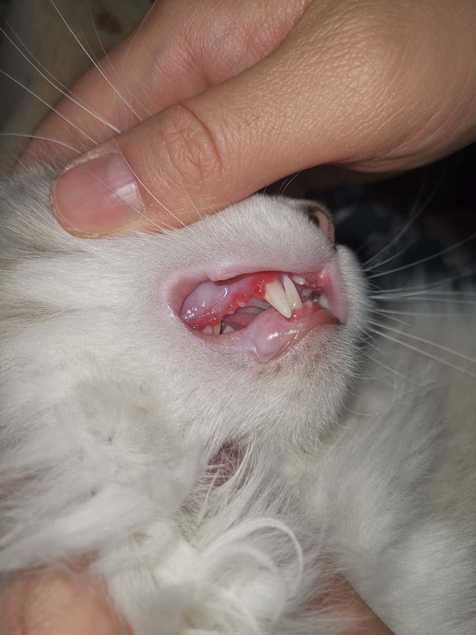 小猫牙龈红肿怎么办