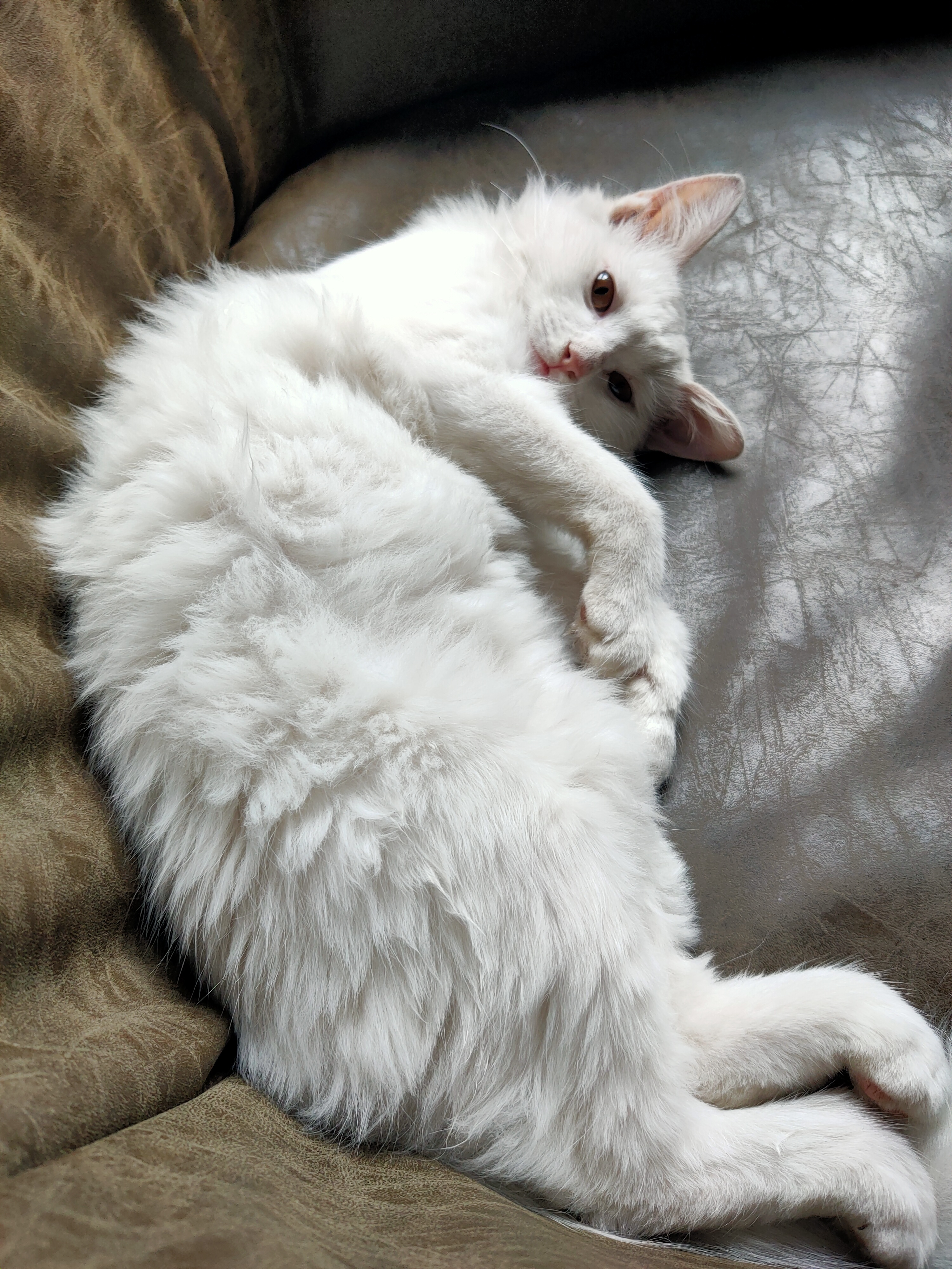 [破事氵]小区的雪地里看到一只流浪猫,还趴在车底下,觉得挺可怜,在犹