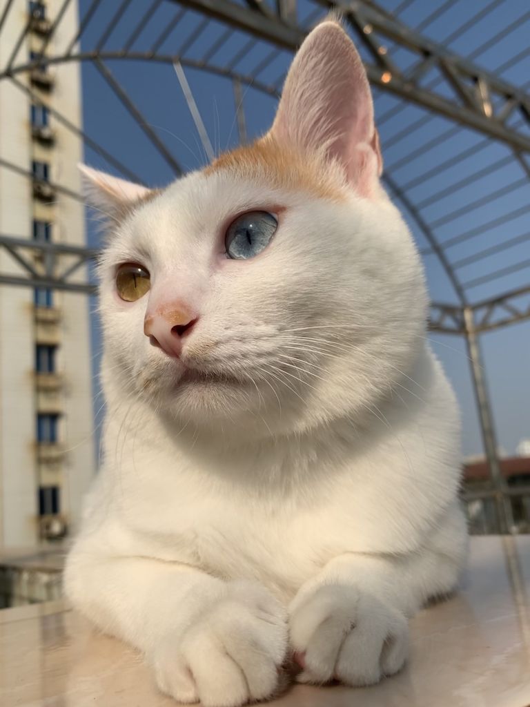 为什么有些猫是杏眼有些是凤眼啊