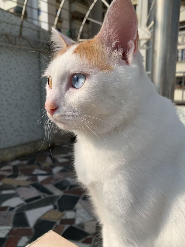 为什么有些猫是杏眼有些是凤眼啊