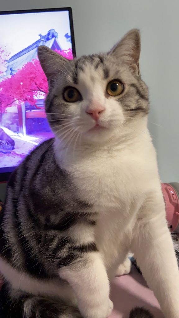 6个月美短这么胖是不是要减肥了zsbd