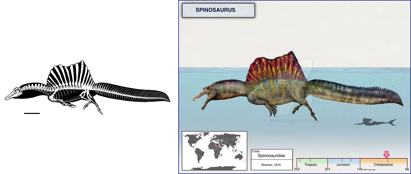 棘龙属   spinosaurus   源自背上标志性的神经棘种名:埃及-棘龙