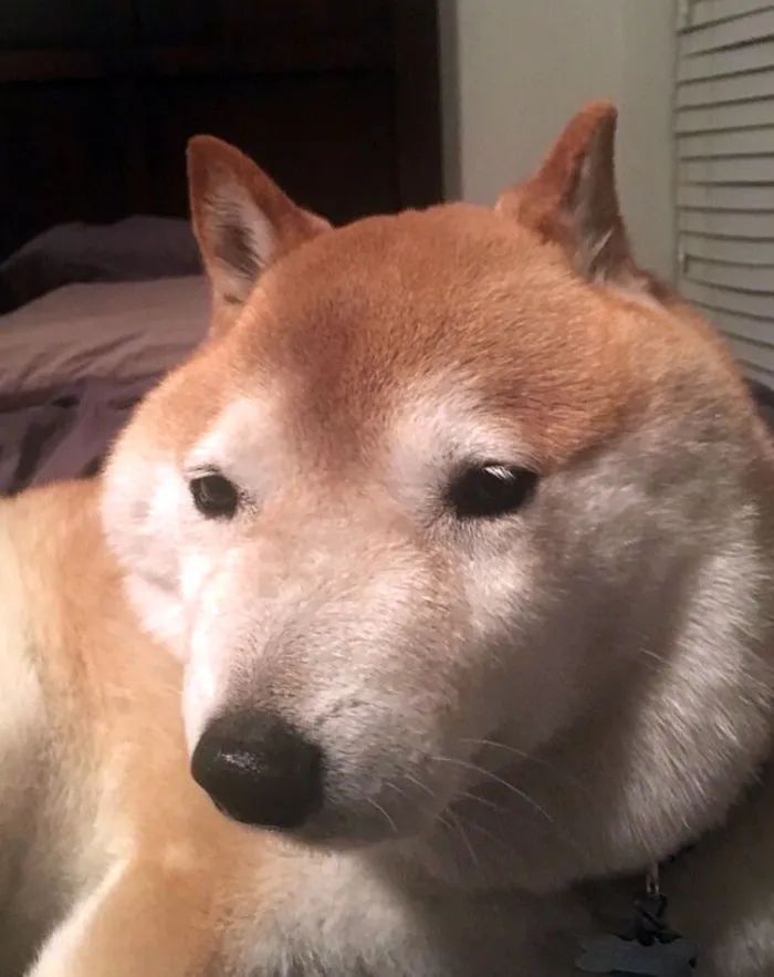 有没有老哥知道猫猫脸突然肿了是怎么回事啊