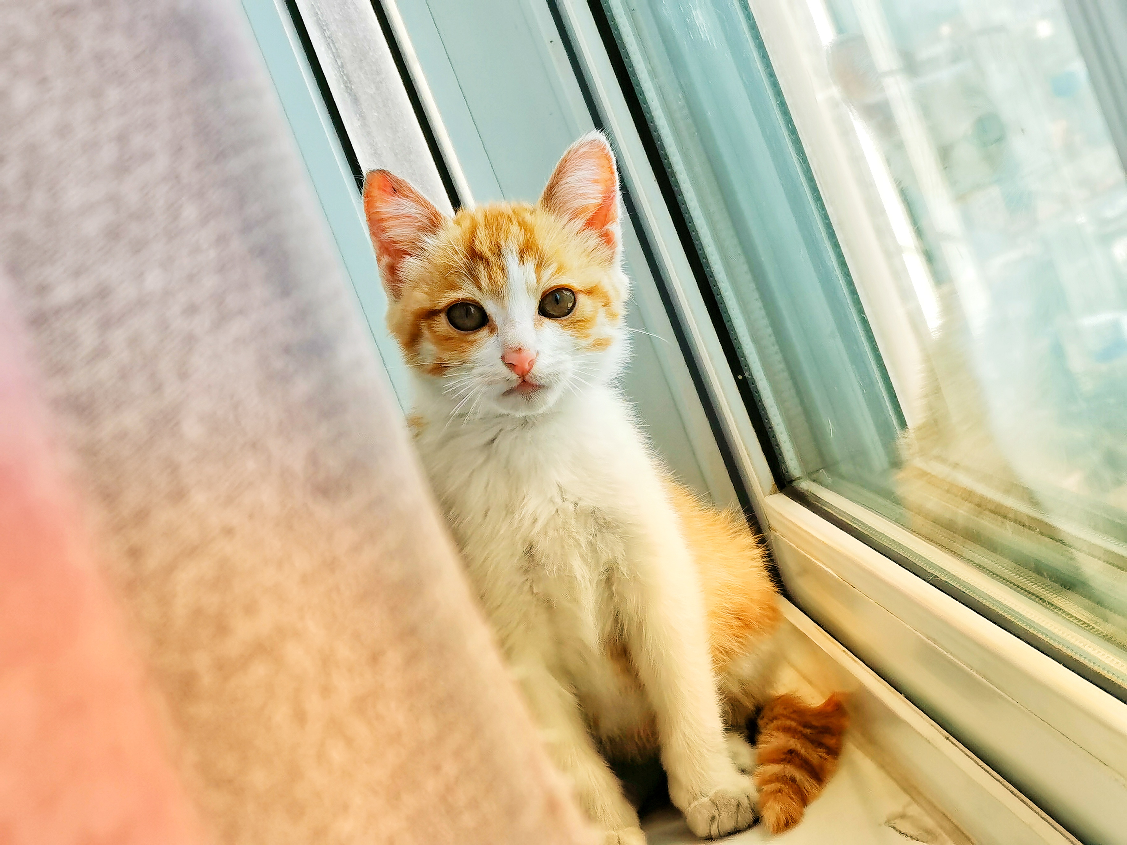 [兽王猎附体] 我家门口来了一只小猫.