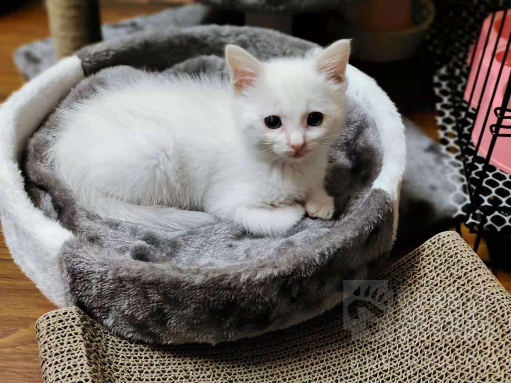 上海纯白小奶猫求领养12月14日更新另类阴阳眼2个月的小白猫找个好心