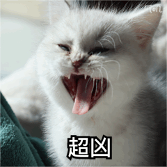 2个月银渐层