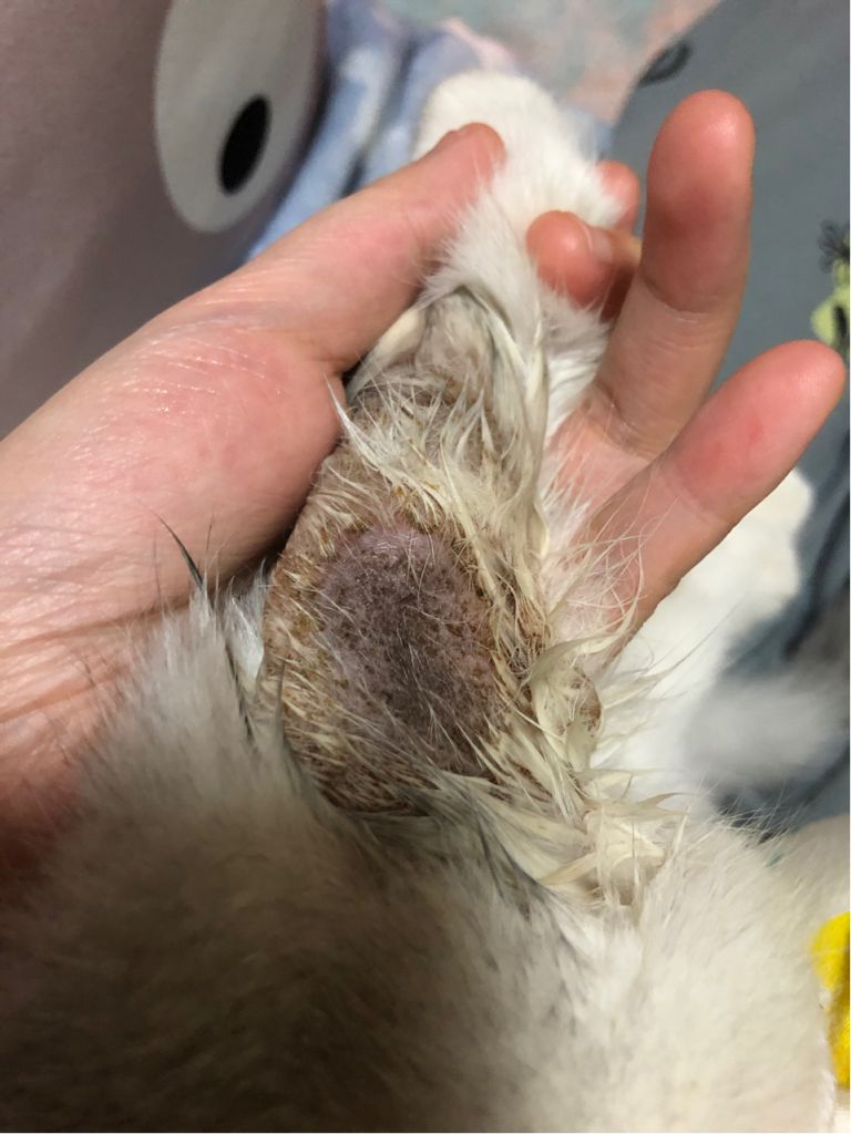 三个月小猫的脚上有块猫藓怎么办