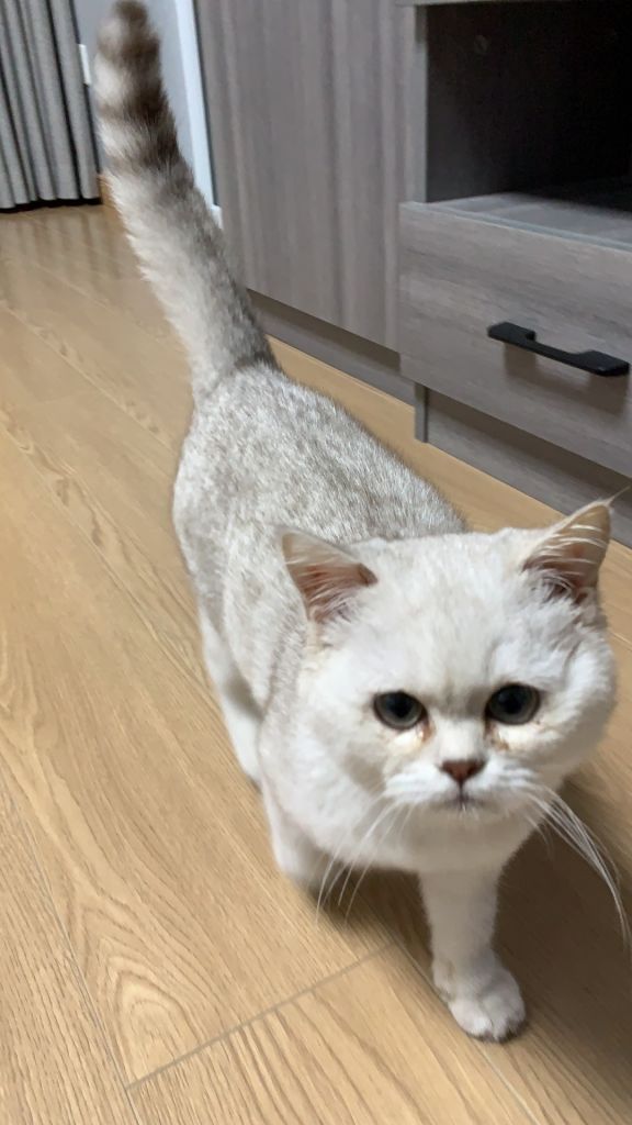 合肥地区三个多月猫藓银渐层找个好人家送养