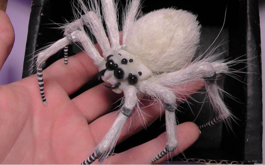 [805氵]有人和我一样喜欢白毛蜘蛛吗