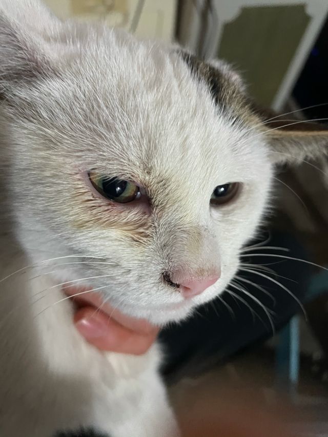 求助 猫咪眼睛这个样子是怎么回事