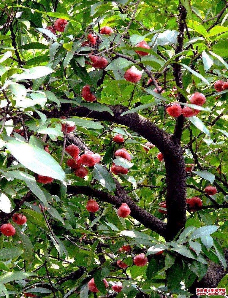 闲聊杂谈日落果现实原型应该是洋蒲桃