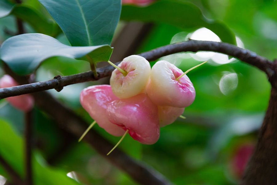 [闲聊杂谈]日落果现实原型应该是洋蒲桃