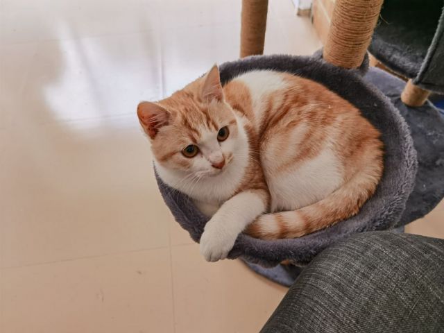 真的有英短橘白猫吗? nga玩家社区