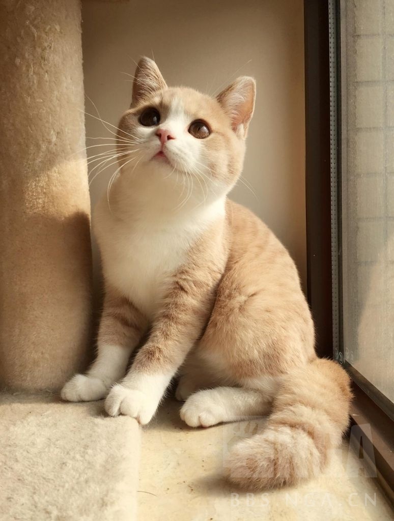 真的有英短橘白猫吗?