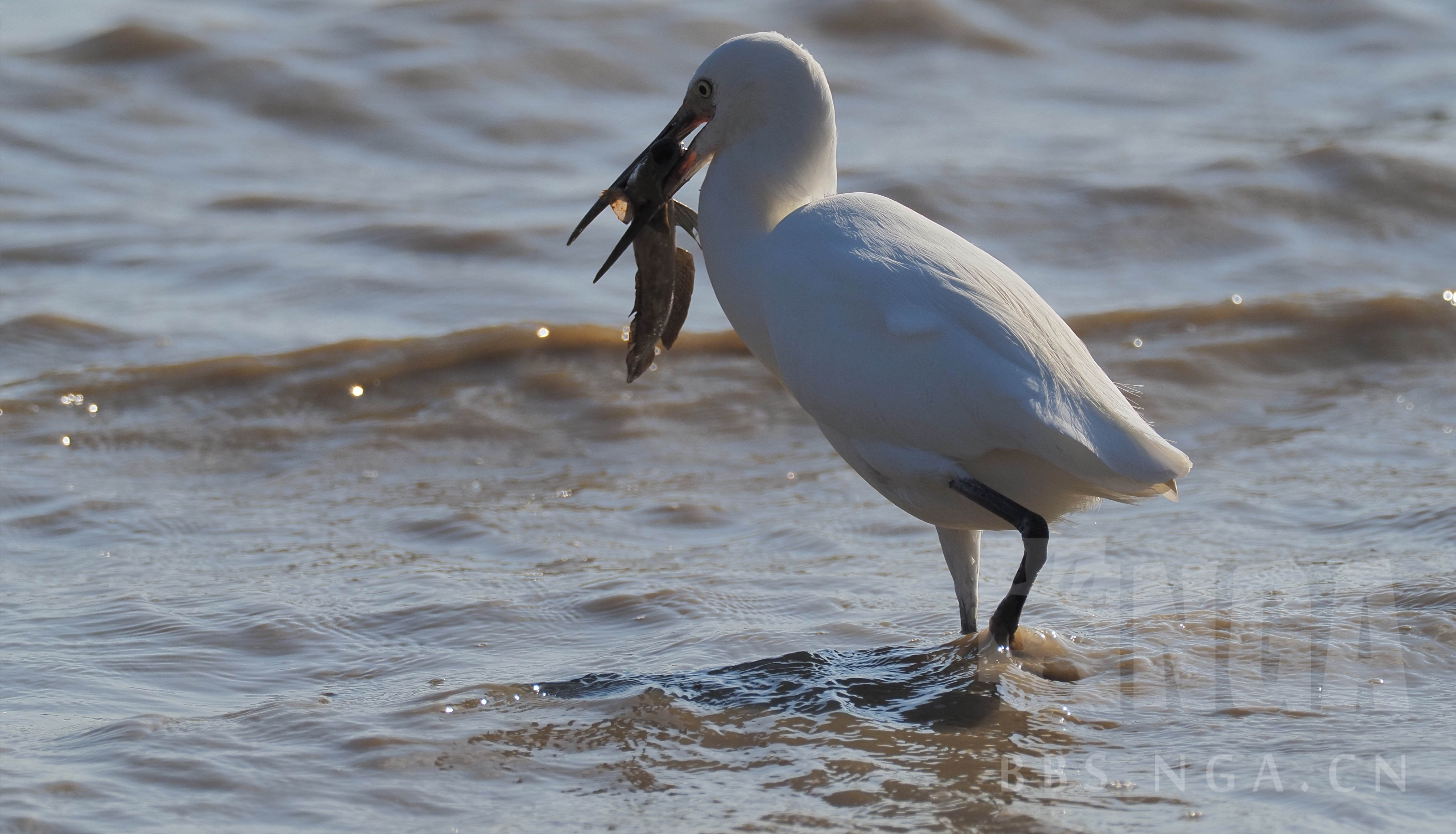 新鲜出炉的深圳湾打鸟