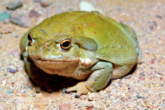 银浪谷地月刊第七期妙木山的回响海蟾蜍饲养攻略