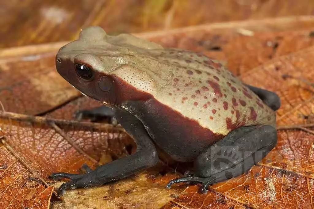银浪谷地月刊第七期妙木山的回响海蟾蜍饲养攻略
