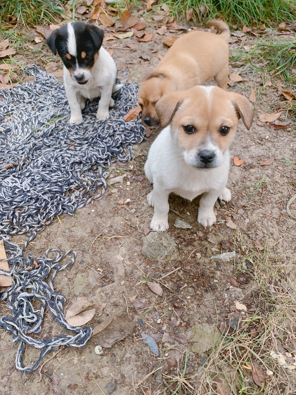 小区流浪狗崽一窝土狗一窝萨摩耶串串