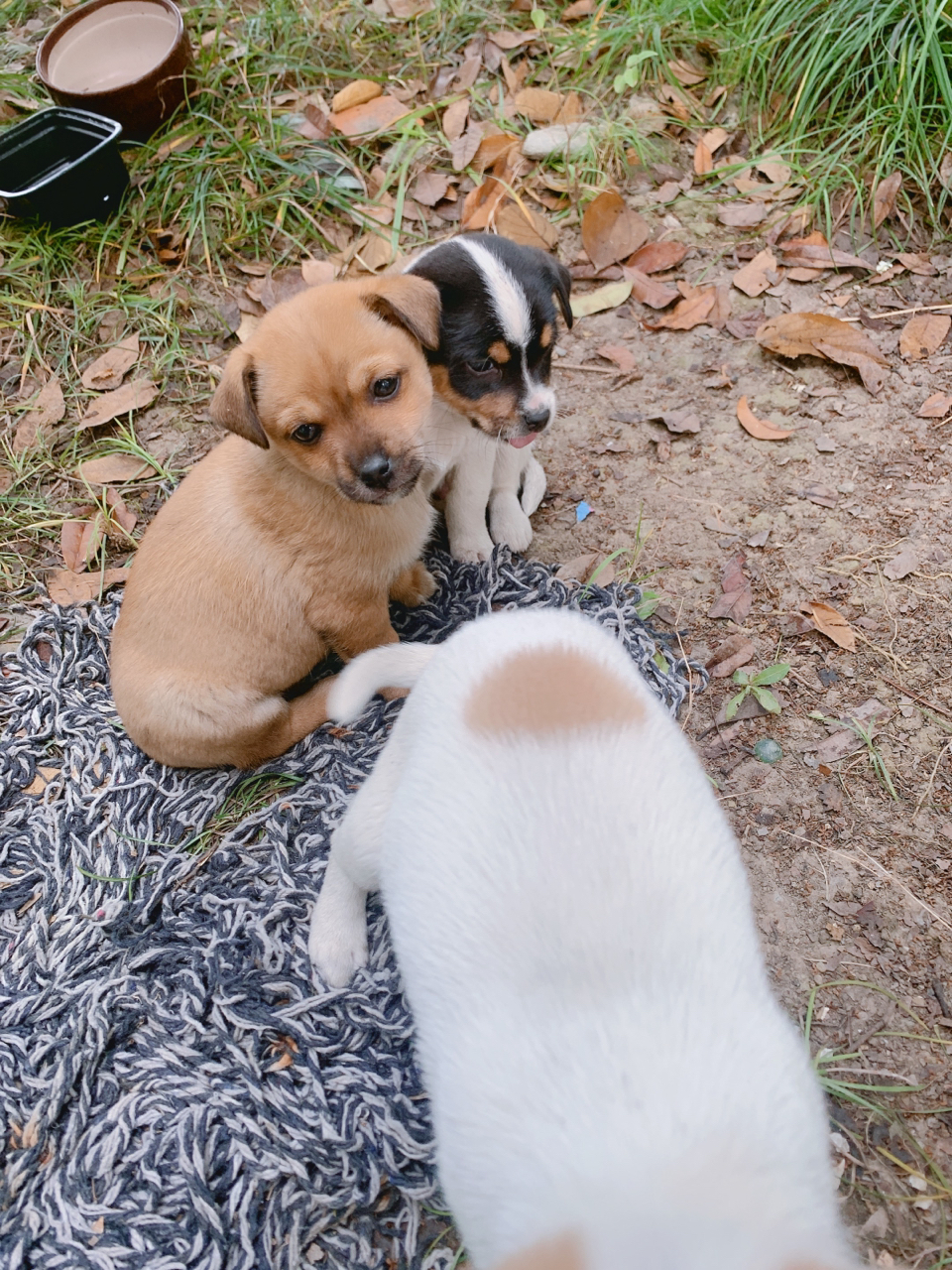 小区流浪狗崽一窝土狗一窝萨摩耶串串