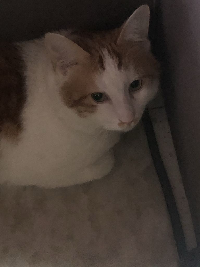 猫猫养不熟怎么办