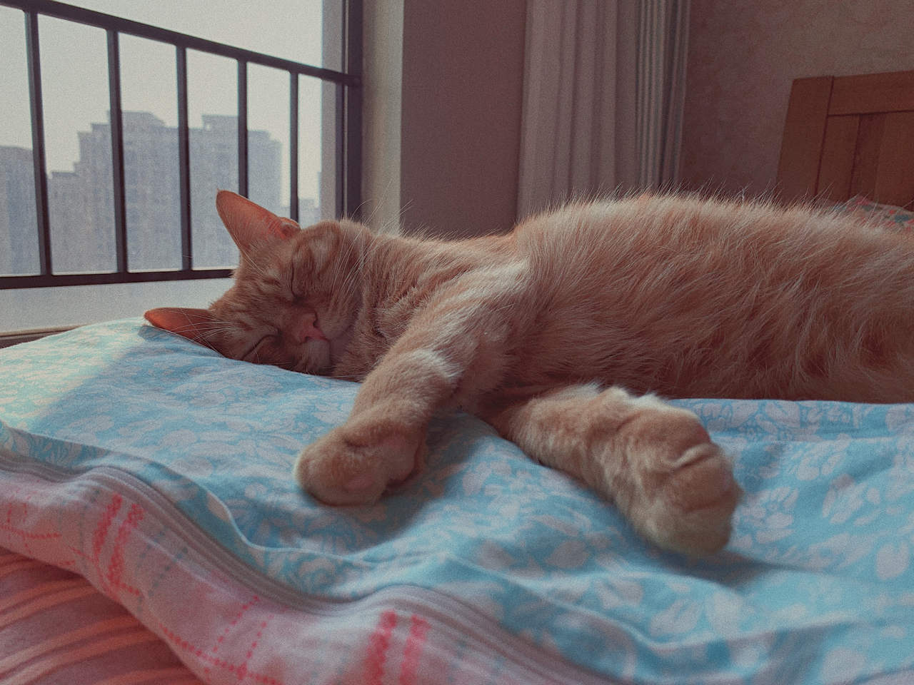 假期晒太阳和睡觉的猫猫