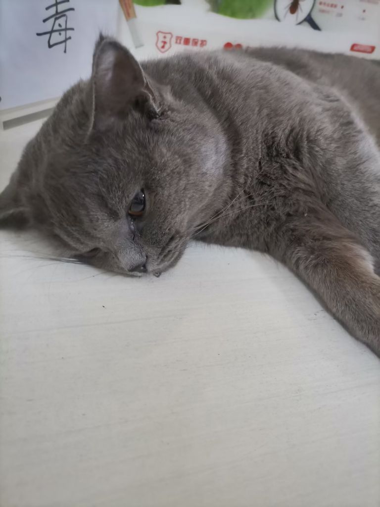 变成公公的猫子一脸的生无可恋