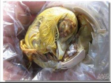 毛蛋,慎点