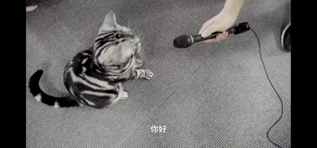话说迷迭香是哪种猫啊?
