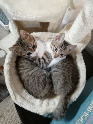 这只野狸花的颜值和气质是不是属于顶级的