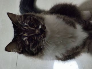 这只野狸花的颜值和气质是不是属于顶级的