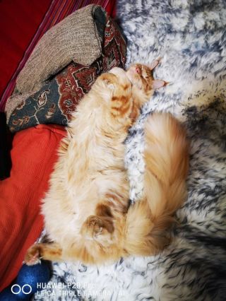 橘猫长大后都会变成好大一只吗