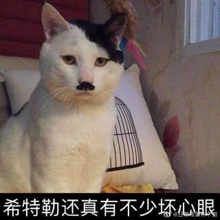 小猫咪坏心眼表情包图片