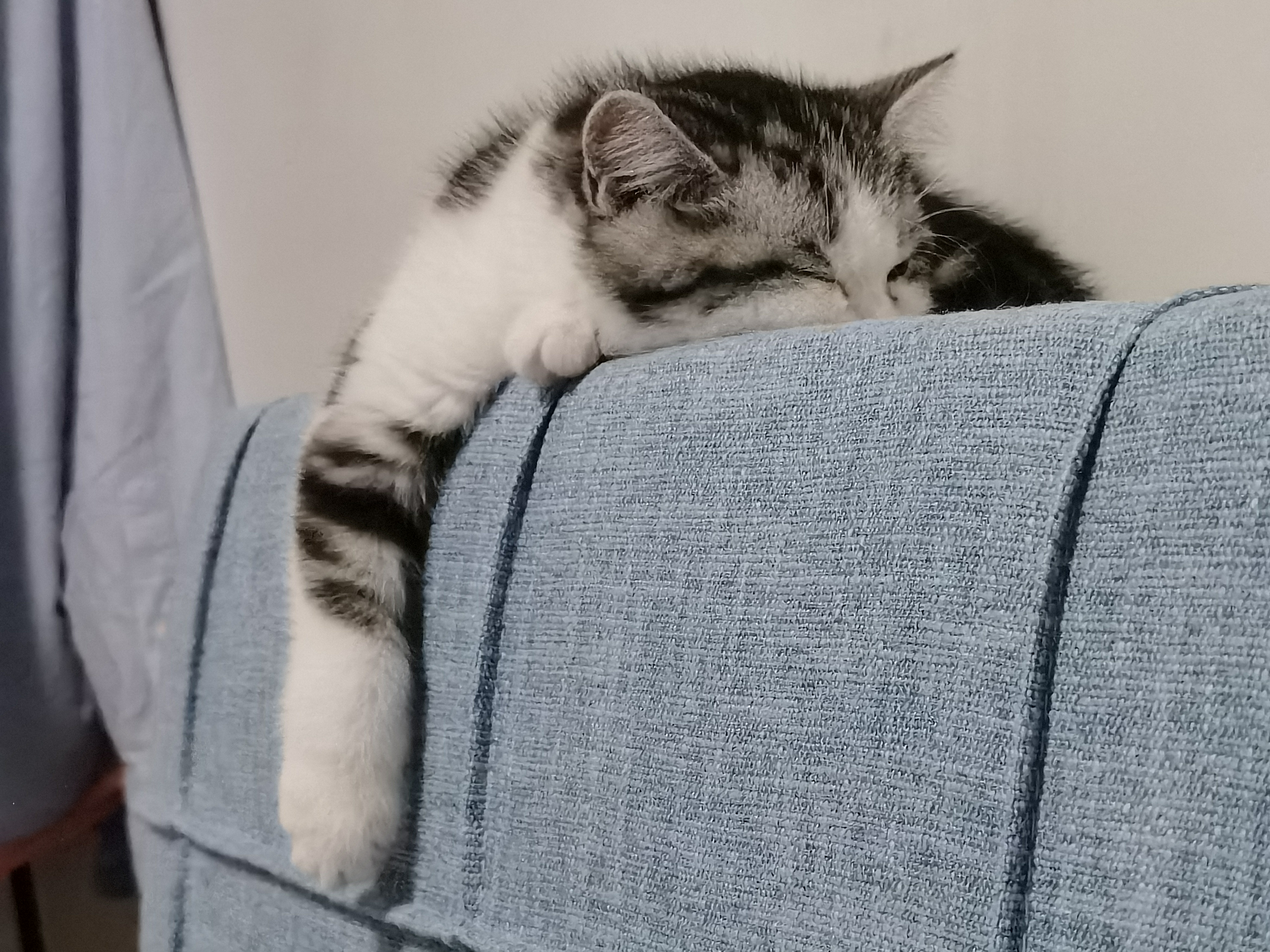 小猫咪给大家表演一个秒睡