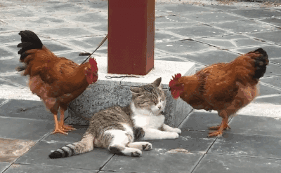 "我一只兔就是一支军队" (包括重型火力独轮车群&情报搜集整合电台)