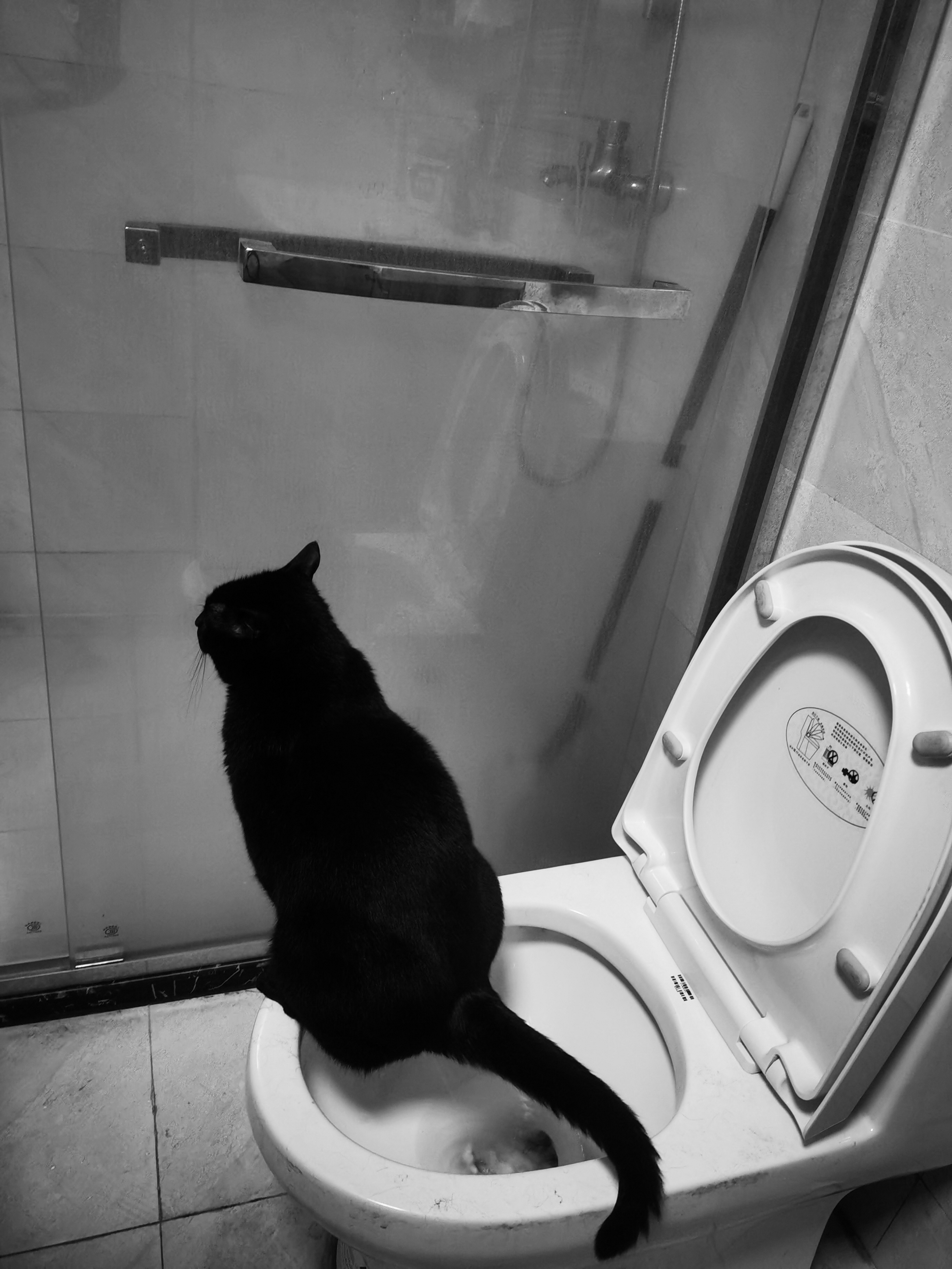 你们会训练猫蹲坑吗