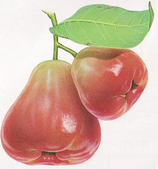 闲聊杂谈我们在菜市买了点日落果