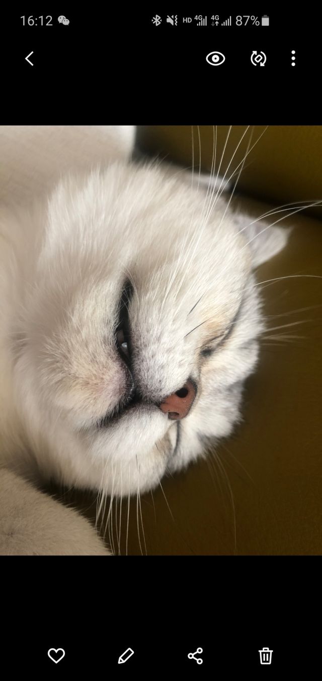 猫猫有了黑下巴的前兆怎么办