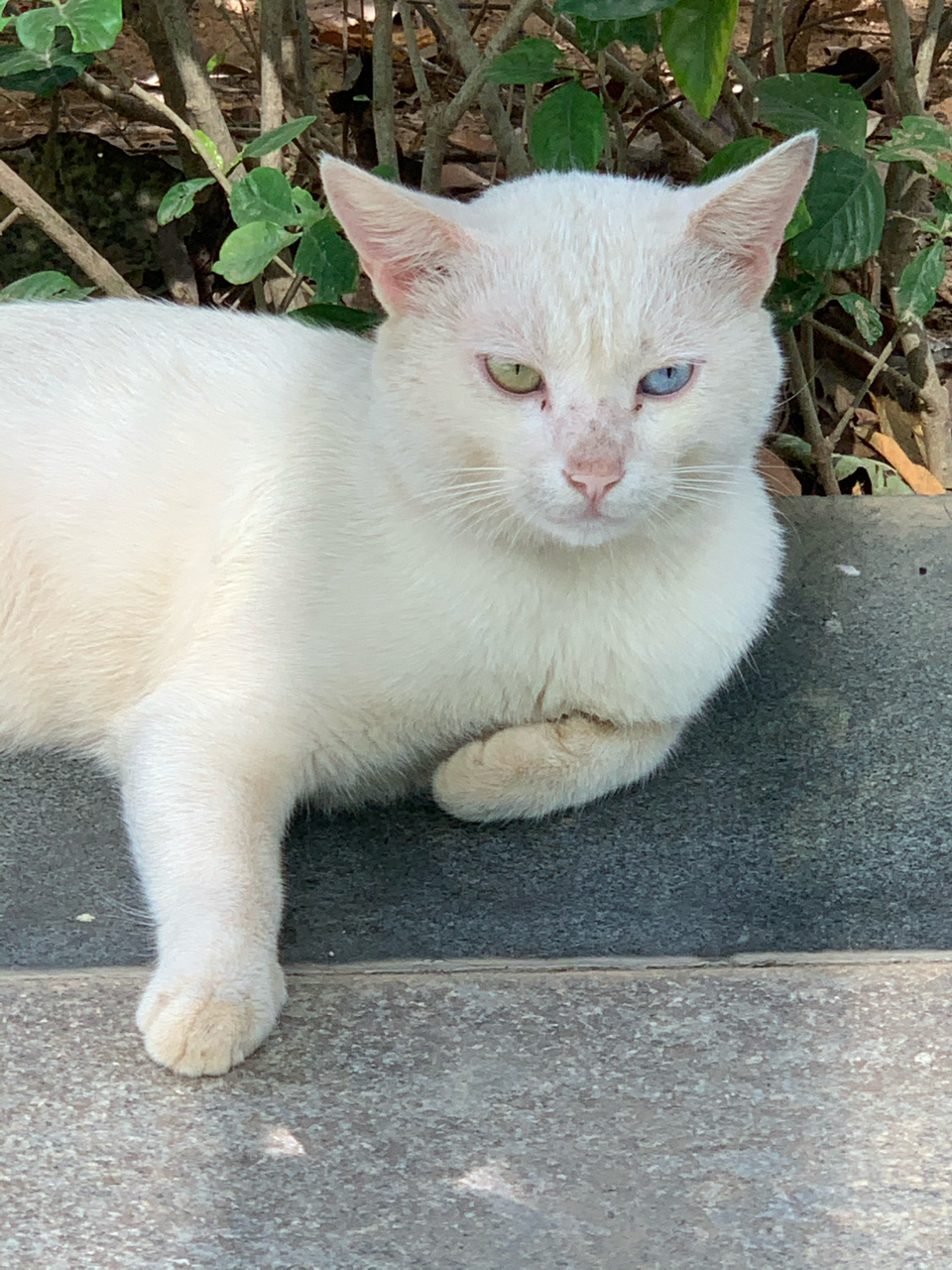 稀有精英独眼猫…武汉地区有人想收养猫咪吗