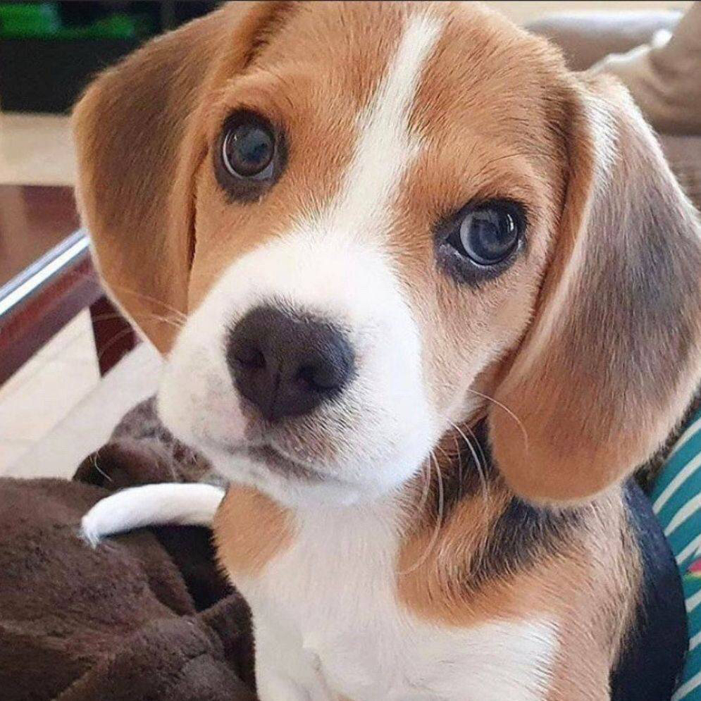 有没有颜值高温顺的小狗求推荐