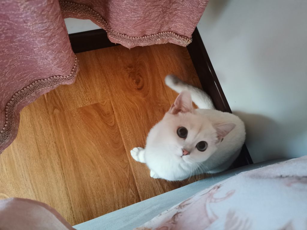 大家看我的小猫猫可爱吗