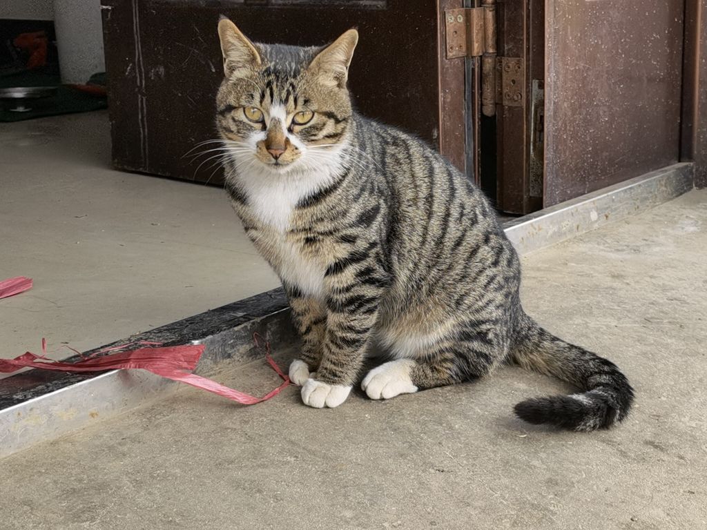 水一帖丶猫片家里的土猫