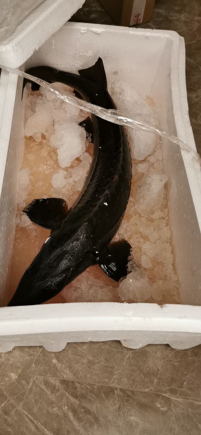 朋友送了条活的鲟龙鱼图来了